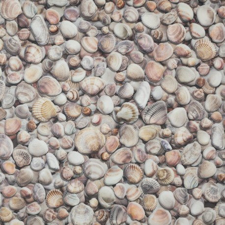 Moonlight Seashells