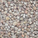 Moonlight Seashells Muszelki