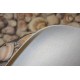 Moonlight Seashells
