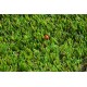 Włoska trawa Highlands 40 mm - 4m
